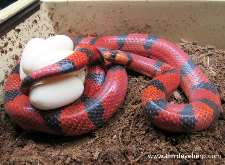 Hypomelanistic Honduran Milk Snake